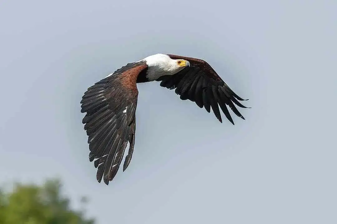 African Fish Eagle Flying